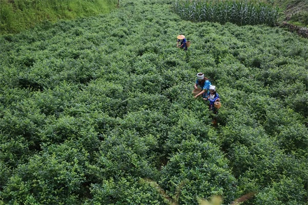 4月の翡翠植物、正しい手入れで差をつける6つの方法