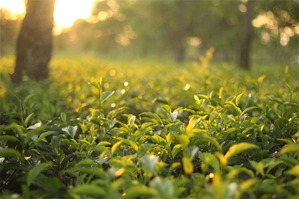 専門家に聞く！秋に家に侵入する5つの害虫とプロの対策