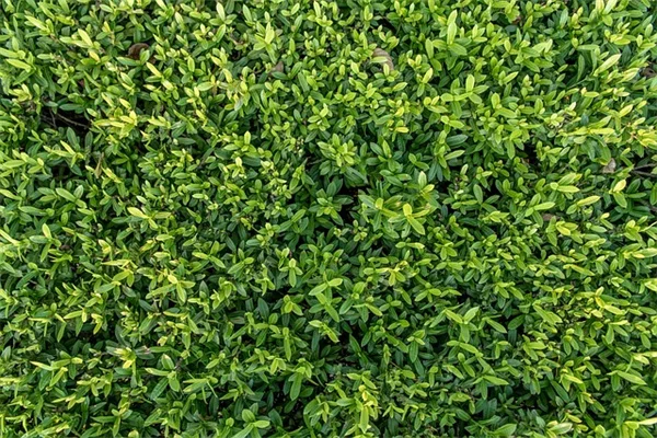 グラウンドホッグが嫌う植物10選！実体験から学んだ対策法