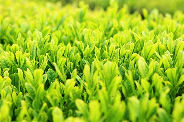 日本甲虫が大好きな6つの植物と代替案 – もう悩まない